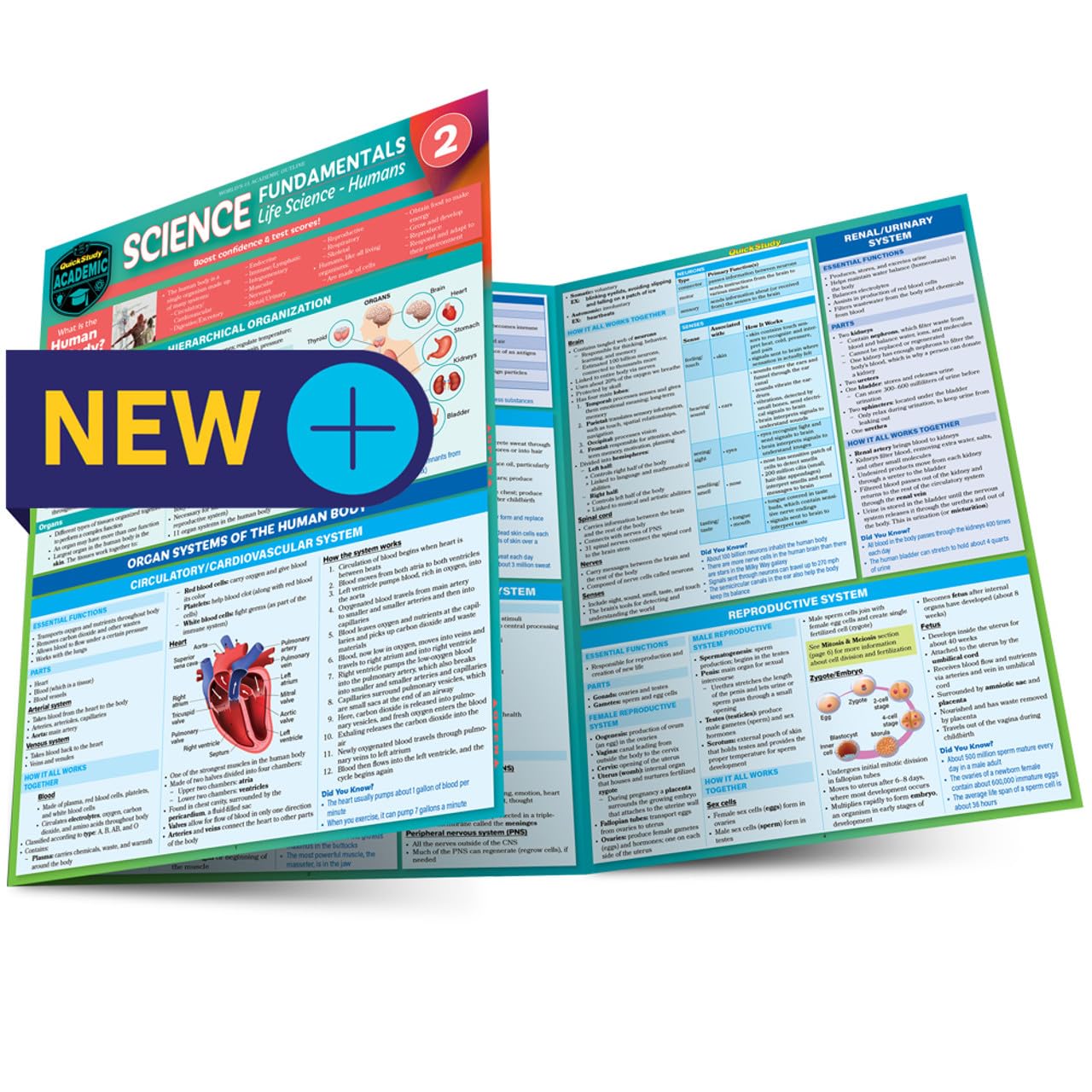 Science Fundamentals 2 - Life Science - Humans: QuickStudy Laminated Reference & Study Guide (QuickStudy Academic)