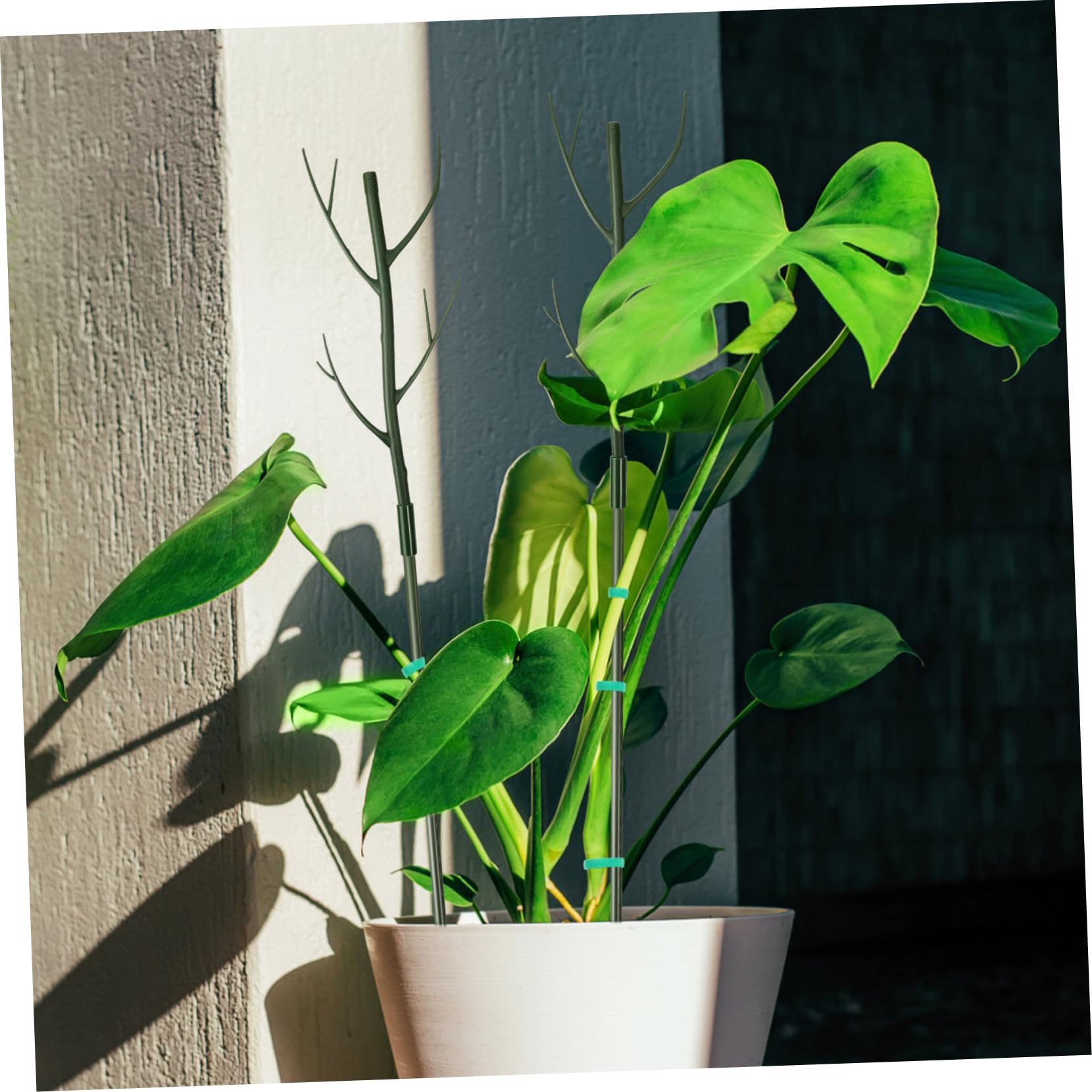 SUPVOX Tuteurs pour Plantes Monstera Tiges De Support Et Pinces à Fleurs Kit De Tuteurs pour Plantes Intérieur Jardin