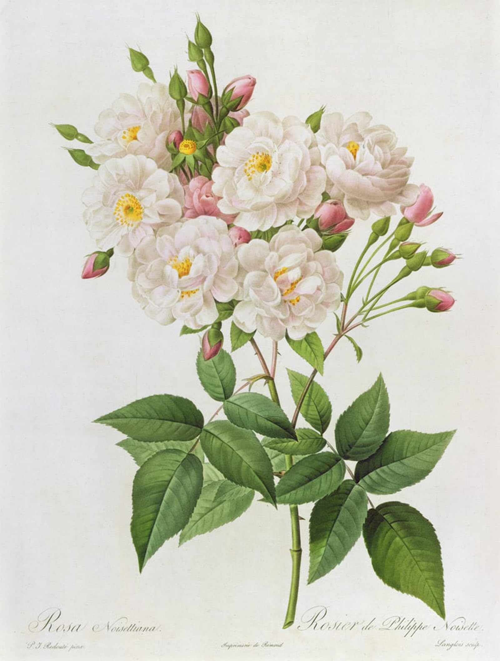 SERENDIPITP Retro Picture Poster Wall Art Pictures Painting Rosa Noisettiana by Pierre Redouté Wall Art Canvas Print for Wall Decor 60x90cm