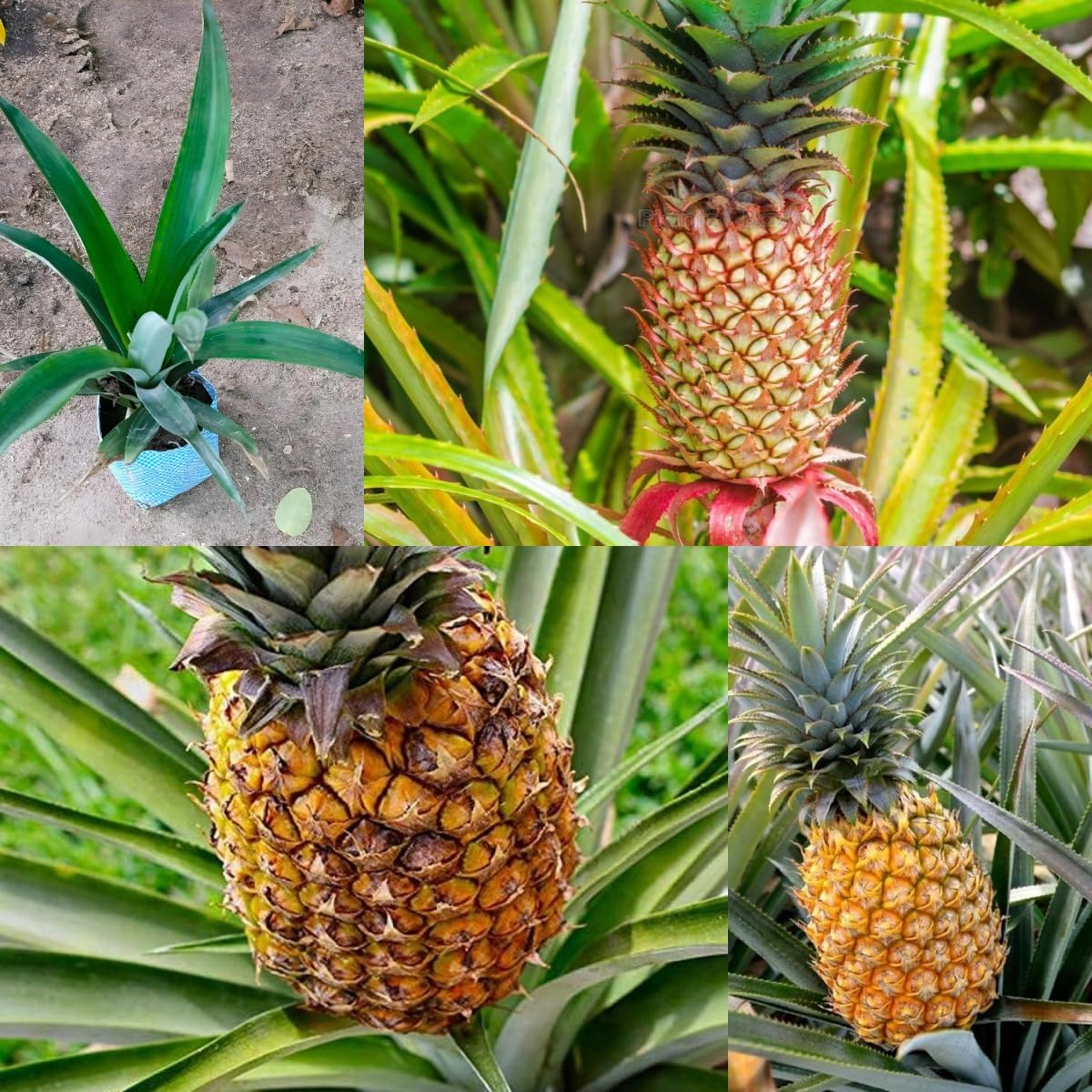 pineapple(Queen) plant yellow jumbo size fruit,Hybrid/ananas, anarash Plant For Home Garden 1 Healthy plant, CF_17-image-40