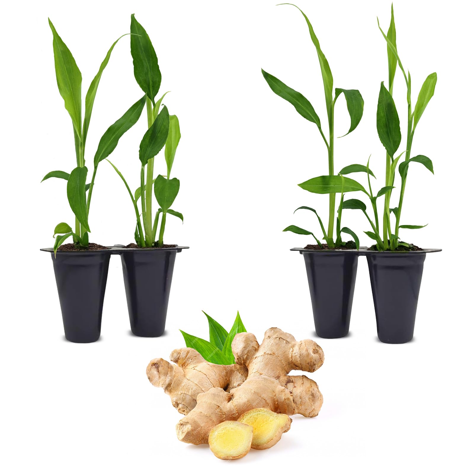 Ginger Root Plant (4 Pack) | Live Edible Plant for Planting | Grow Your Own Fresh Ginger at Home | Spicy & Aromatic Rhizome for Cooking & Tea | Easy to Grow Perennial for Organic Gardens