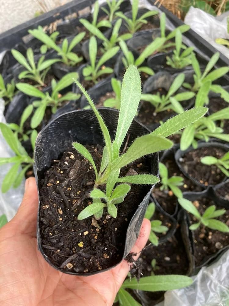 レア、切花品種　紅☆☆　小苗 Amazon.co.jp: 千日紅 赤 抜き苗 10本 : DIY・工具・ガーデン