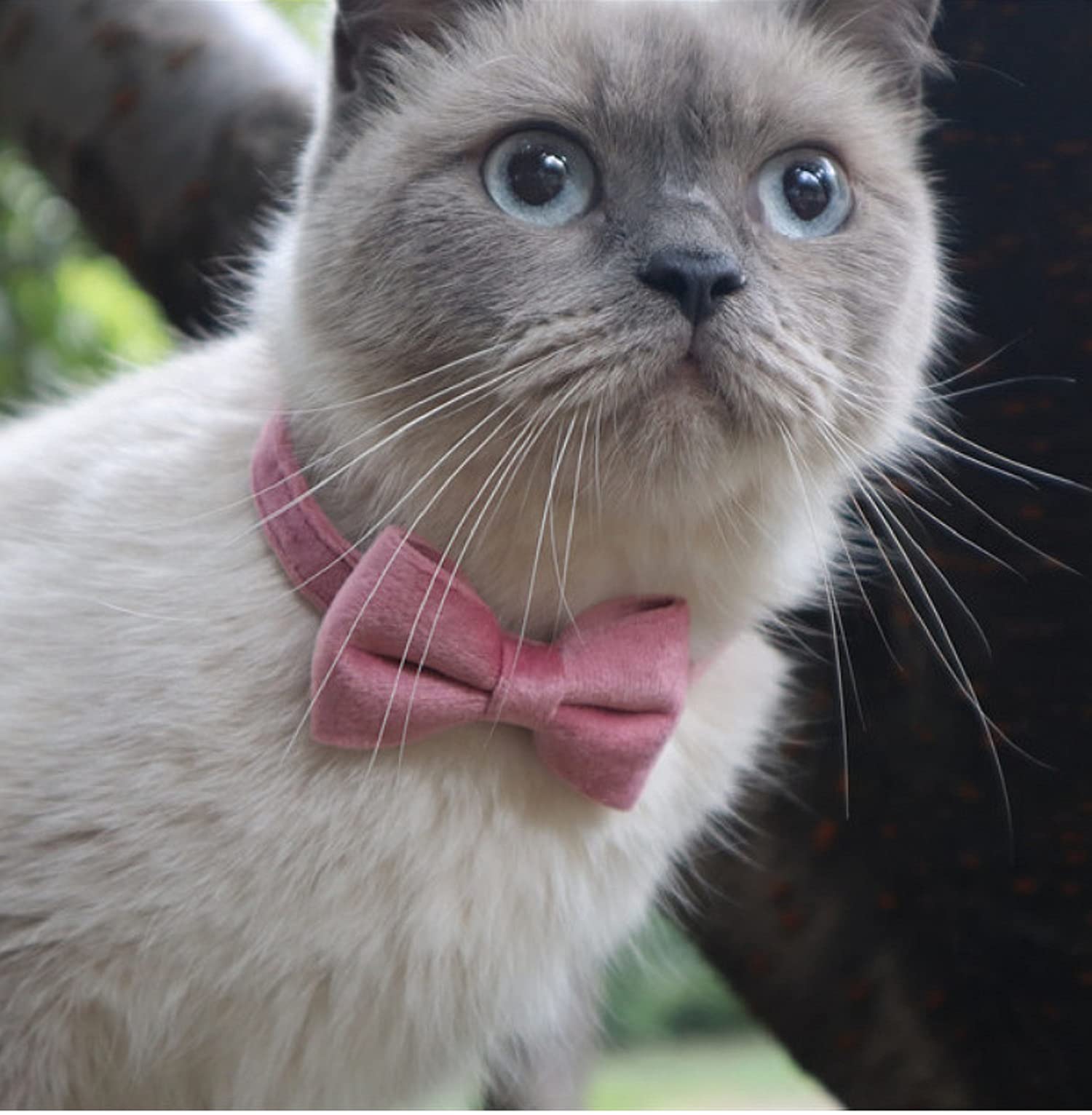 JYB Cat Collar Breakaway with Cute Bow Tie and Bell for Small Kitty Pet Adjustable Bow-tie Safety Plaid 7.8-10.5 In