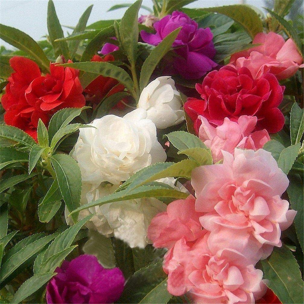 Bhajanlal Greenery Balsam Seed, Dwarf Multicolour Double Mixed Flower Seed - Pack of 100 Seeds (B07S9DQ71S) Amazon Price History, Amazon Price Tracker