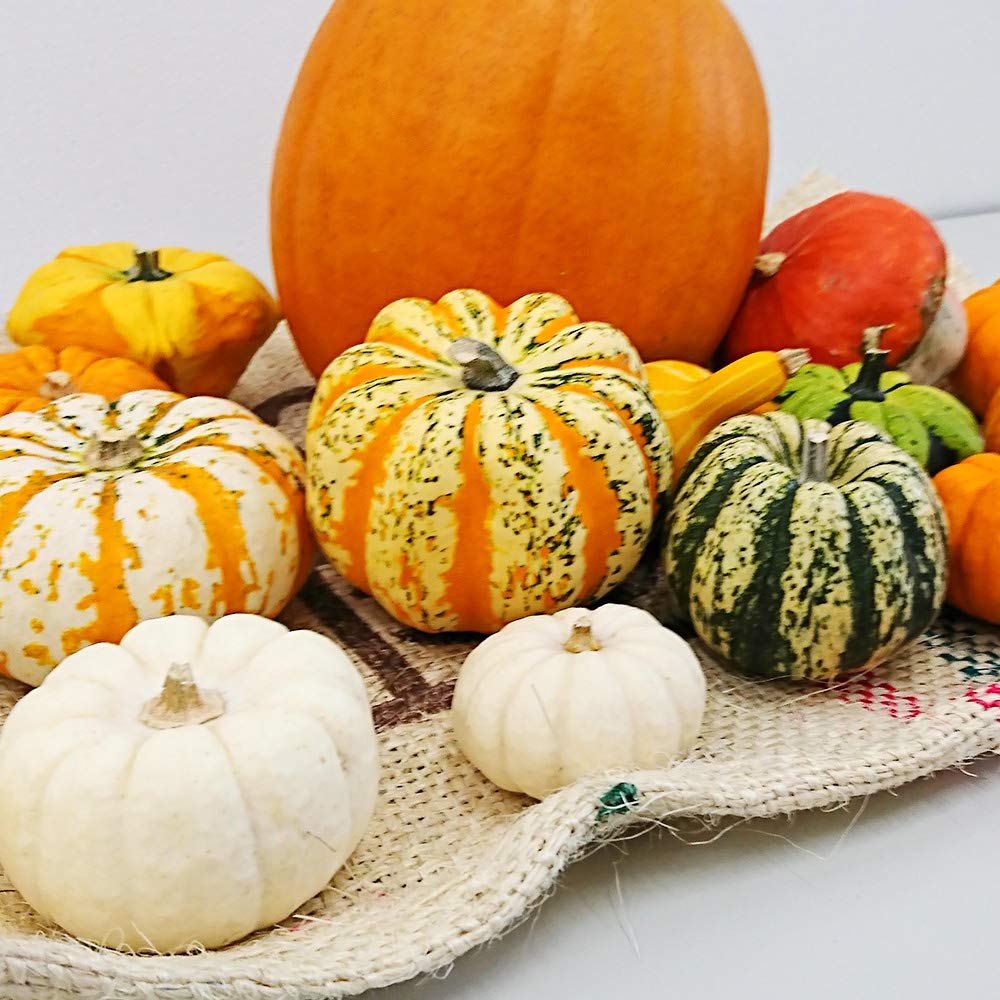 【Rakkoonその1】ハロウィンかぼちゃ　本物 Rakkoon】ハロウィンかぼちゃ 本物4個入り ハロウィンかぼちゃ