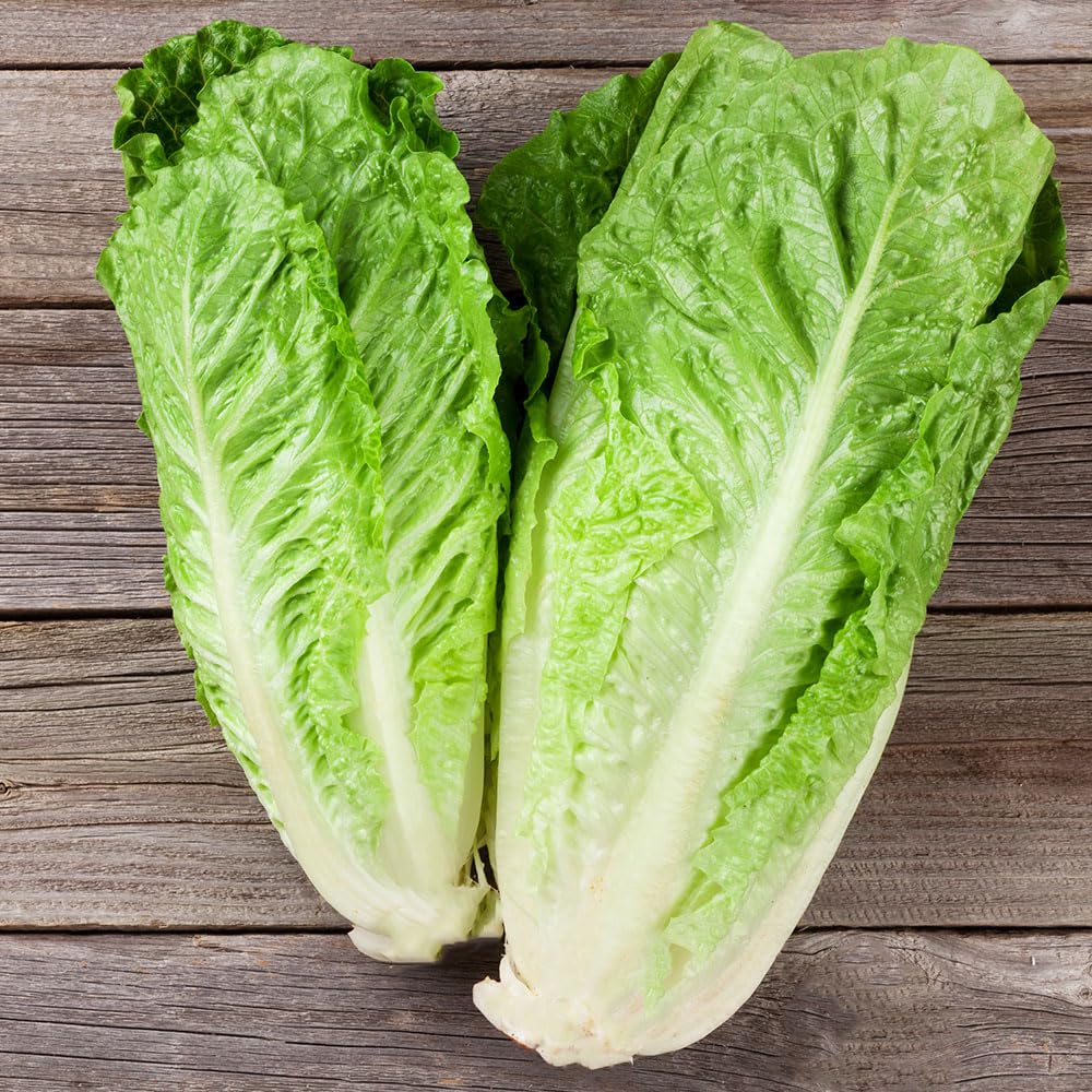 Lettuce Romaine ‘Bionda Colosseo’ – Crisp, Upright Italian Variety – Ideal for Caesar Salads – Easy to Grow – Long Harvest Season — image 1