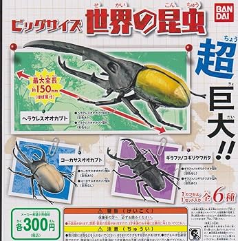 Amazon.co.jp: ビッグサイズ 世界の昆虫 超巨大 全6種set