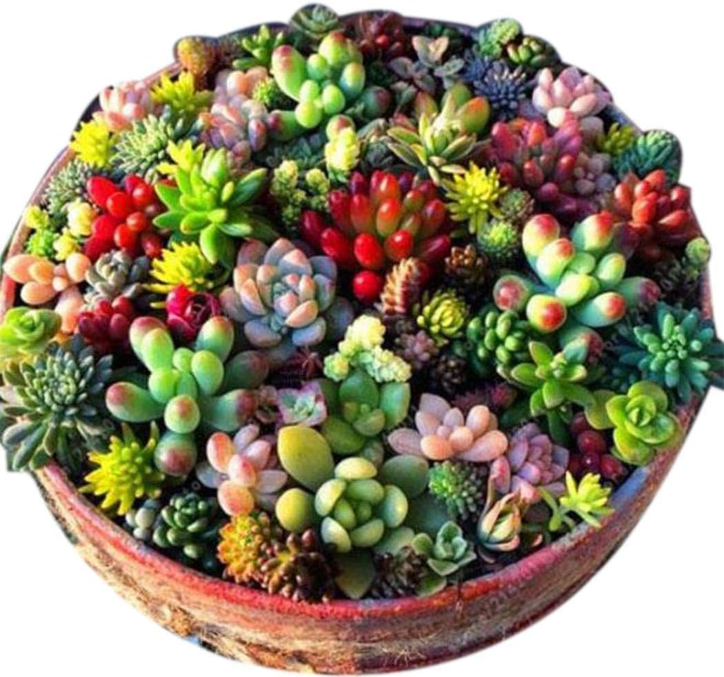 Seeds Succulent Seeds 100pcs/Bag Mix Flower Seeds Garden Supplies Beautiful Landscaping
