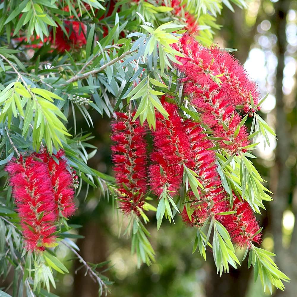 グレビレア ハニーワンダー希少 オージープランツ 常緑 低木 斑入り