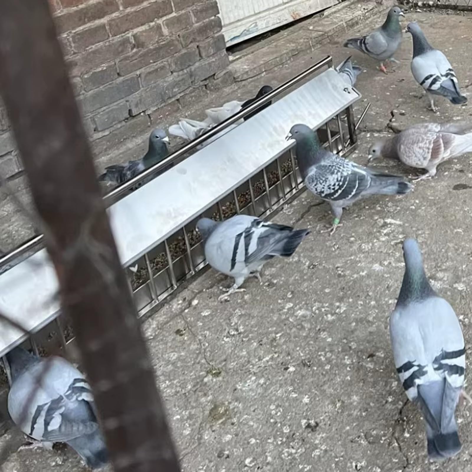 Comedero de metal para aves de corral, comedero de pollo con cubierta de lluvia, diseño sin residuos para pavos, gansos, codornices, patos y pájaros