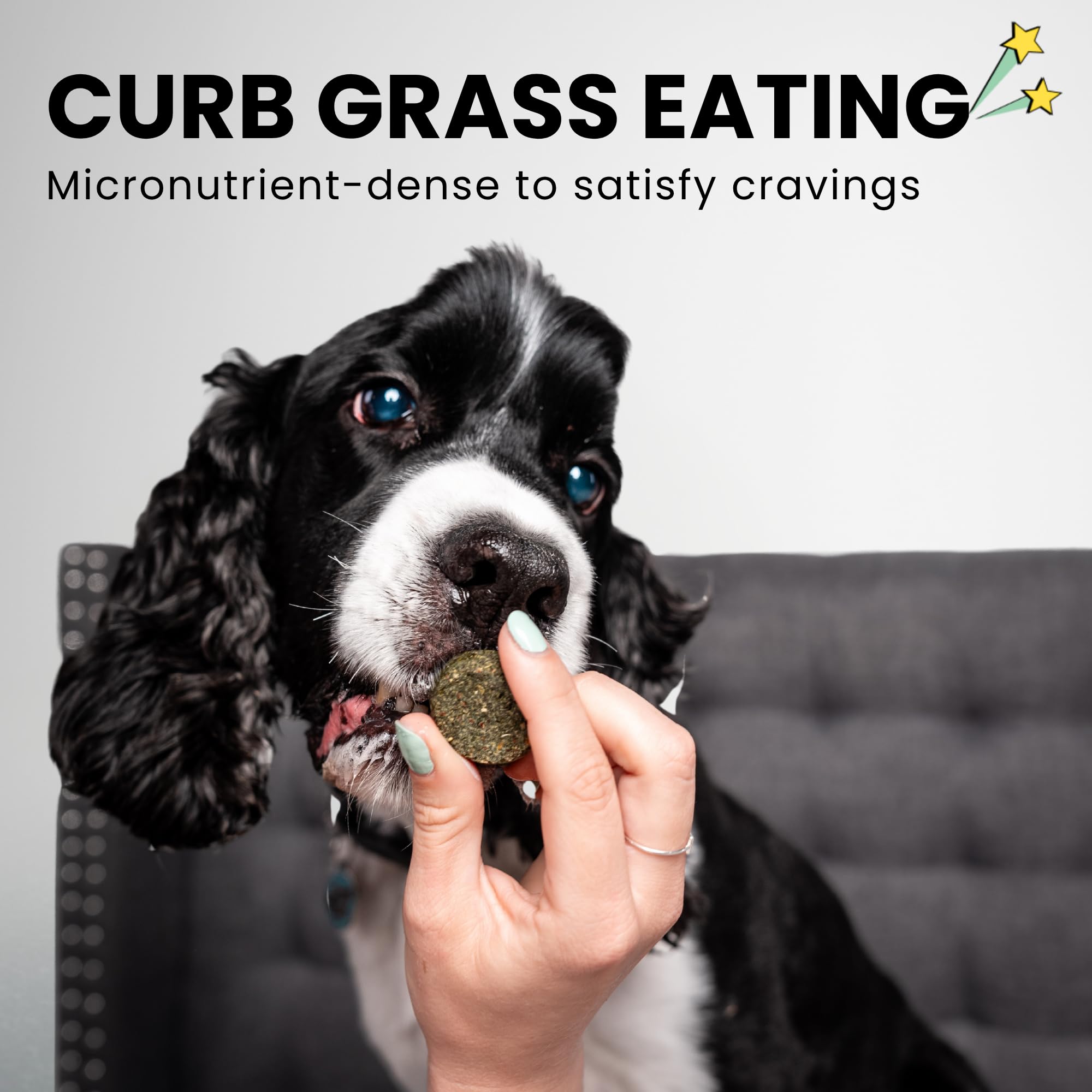 Chippin Hundeleckerli | Gesunde knusprige Hartkekse mit Hafer, Grünkohl, Flachs & Spirulina | Vegane Leckerlis für kleine, große Hunde | Welpen | backofengebacken mit natürlichen Zutaten |