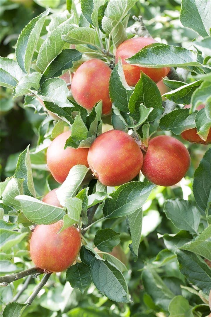 Apfelbaum Malus domestica Braeburn 150-200 cm Obstbaum winterhart