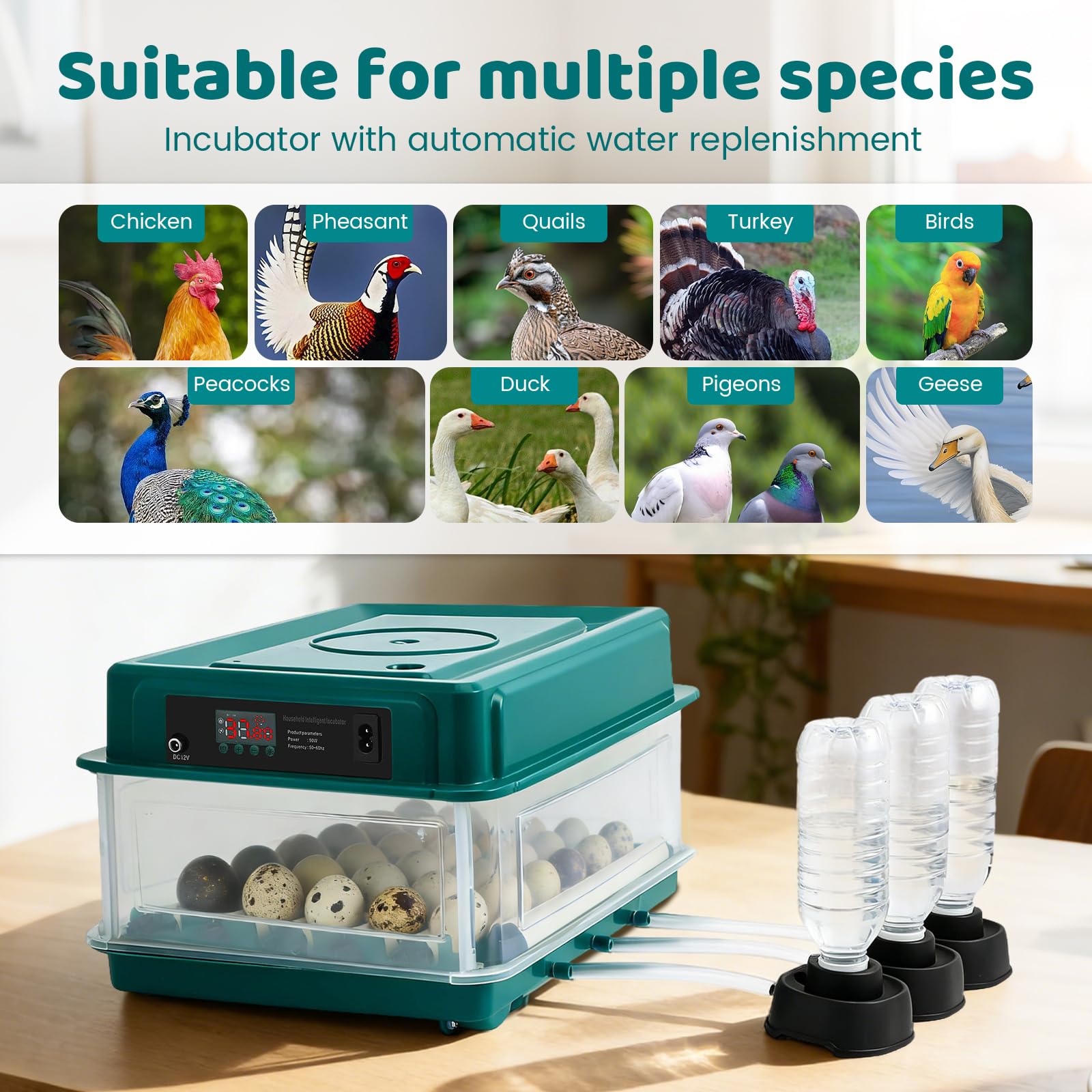 Incubatrice Automatica 24-30 Uova, girauova e Lampada LED. Girauova Ogni 2h, Temperatura Uniforme, 3 Zone d'Acqua, No rabbocco, LED per Controllo Uova, Galline, Anatre, quaglie, oche | Controllo della temperatura e dell'umidità, approvvigionamento automat