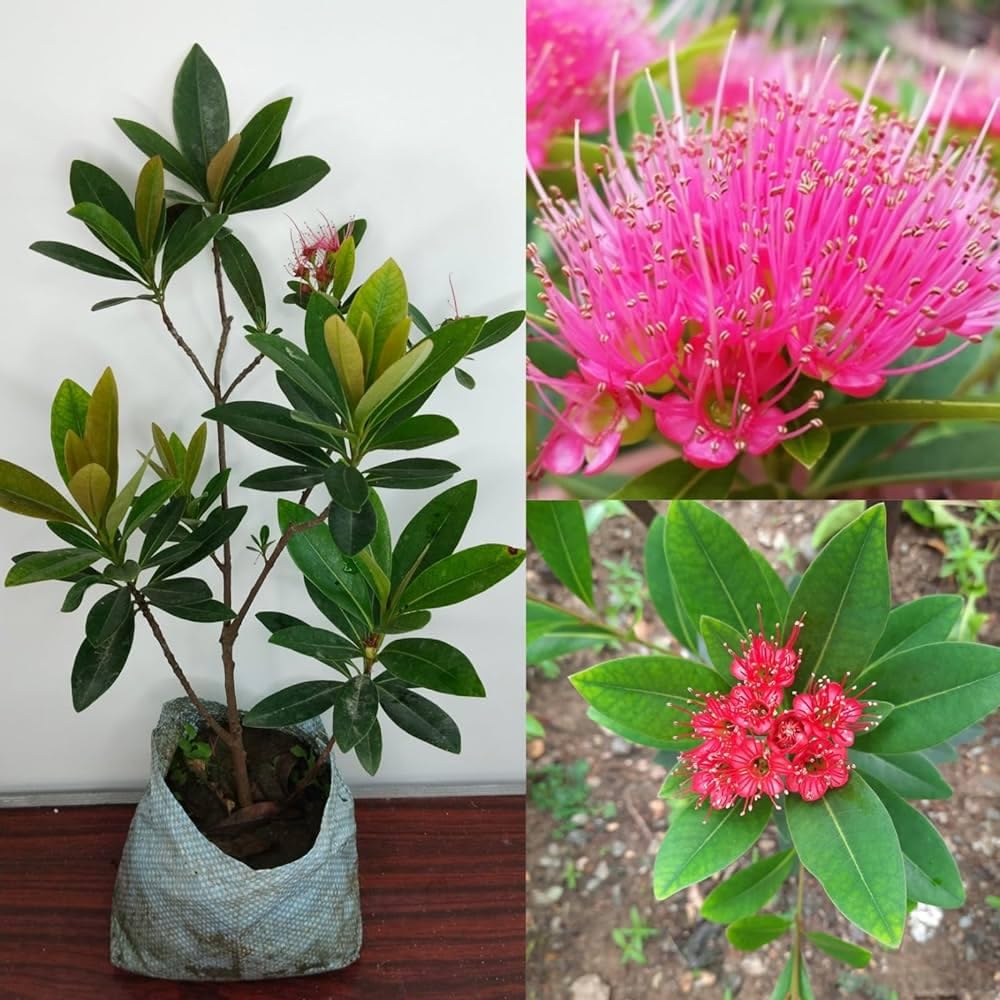 FIRST LOVE PINK/CRIMSON PENDA FLOWER PLANT OUTDOOR GARDEN LIVE 1 HEALTHY ORGANIC GRAFTED GOOD LUCK TREE (B0CXM55WSR) Amazon Price History, Amazon Price Tracker