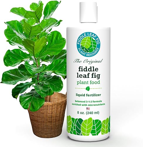 Miniatura 2 de Paquete de cuidado de higos de hoja de violín definitivo