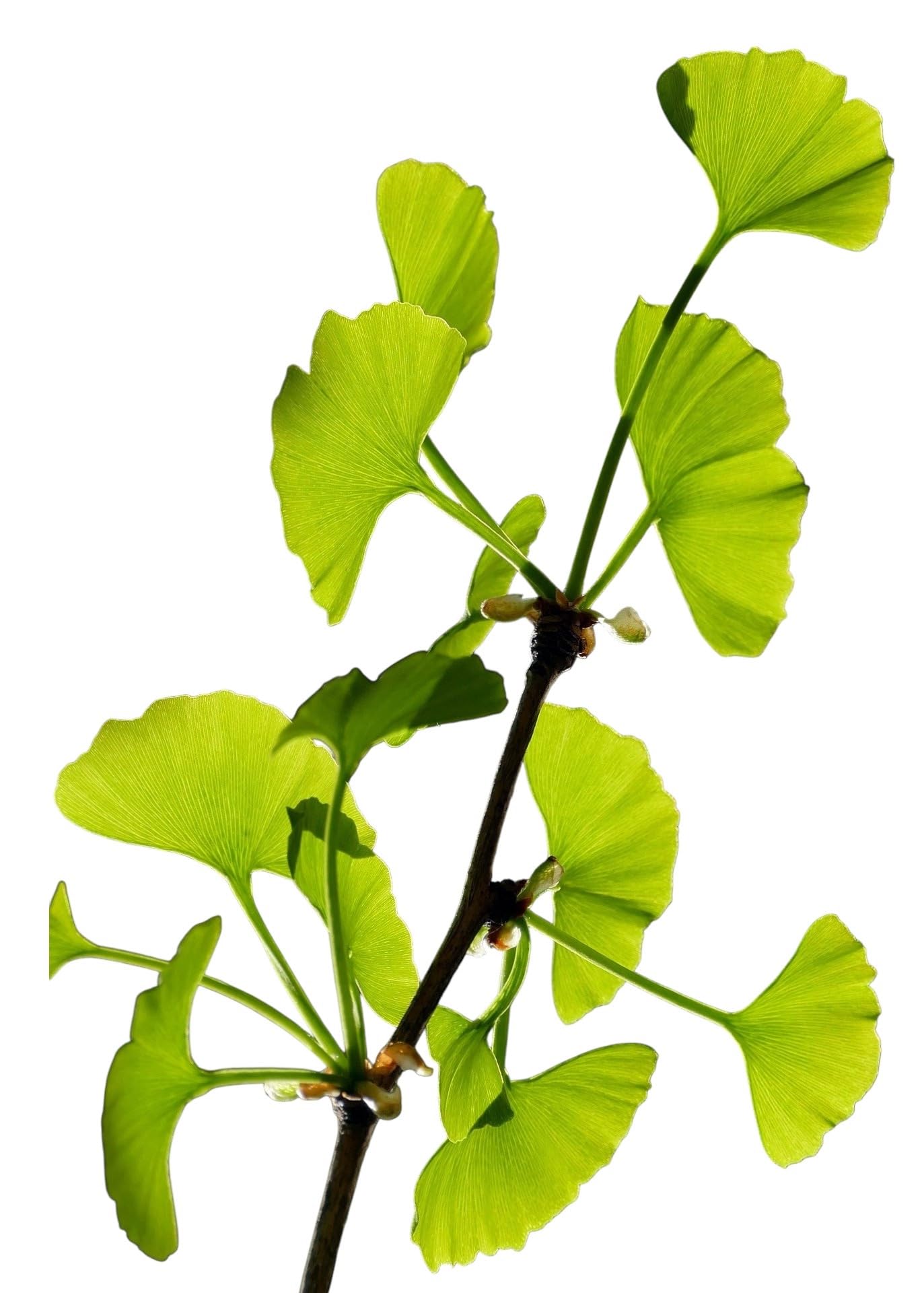 Planta natural Ginkgo biloba. 15-20 cm. En cepellón, lita para plantar. Resistente a la contaminación, plagas y enfermedades, ideal para entornos urbanos. Sus hojas únicas aportan belleza estacional