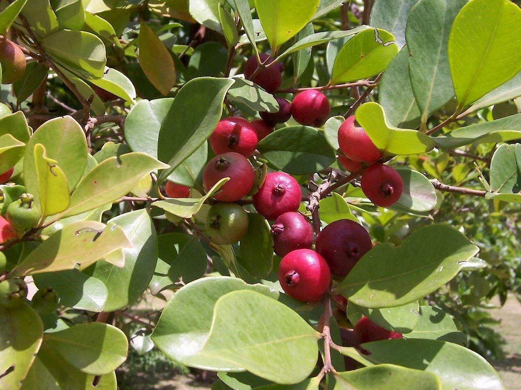 Creative Farmer Garden Rare Red Strawberry Guava/Cherry Guava Live Plant - Medium Size (Psidium Cattleyanum) Exotic Fruit Tree 1 Plan (B08Q8KP5QG) Amazon Price History, Amazon Price Tracker