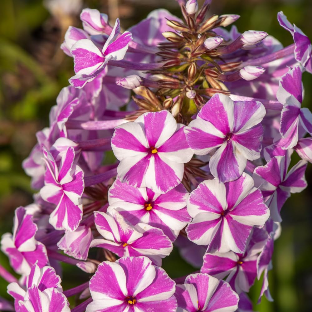 Bedwen Garden Phlox 'Natascha' Plug Plant x3 – Herbaceous Perennial with Scented Pink & White Striped Flowers for Borders, Cottage Gardens & Summer Interest