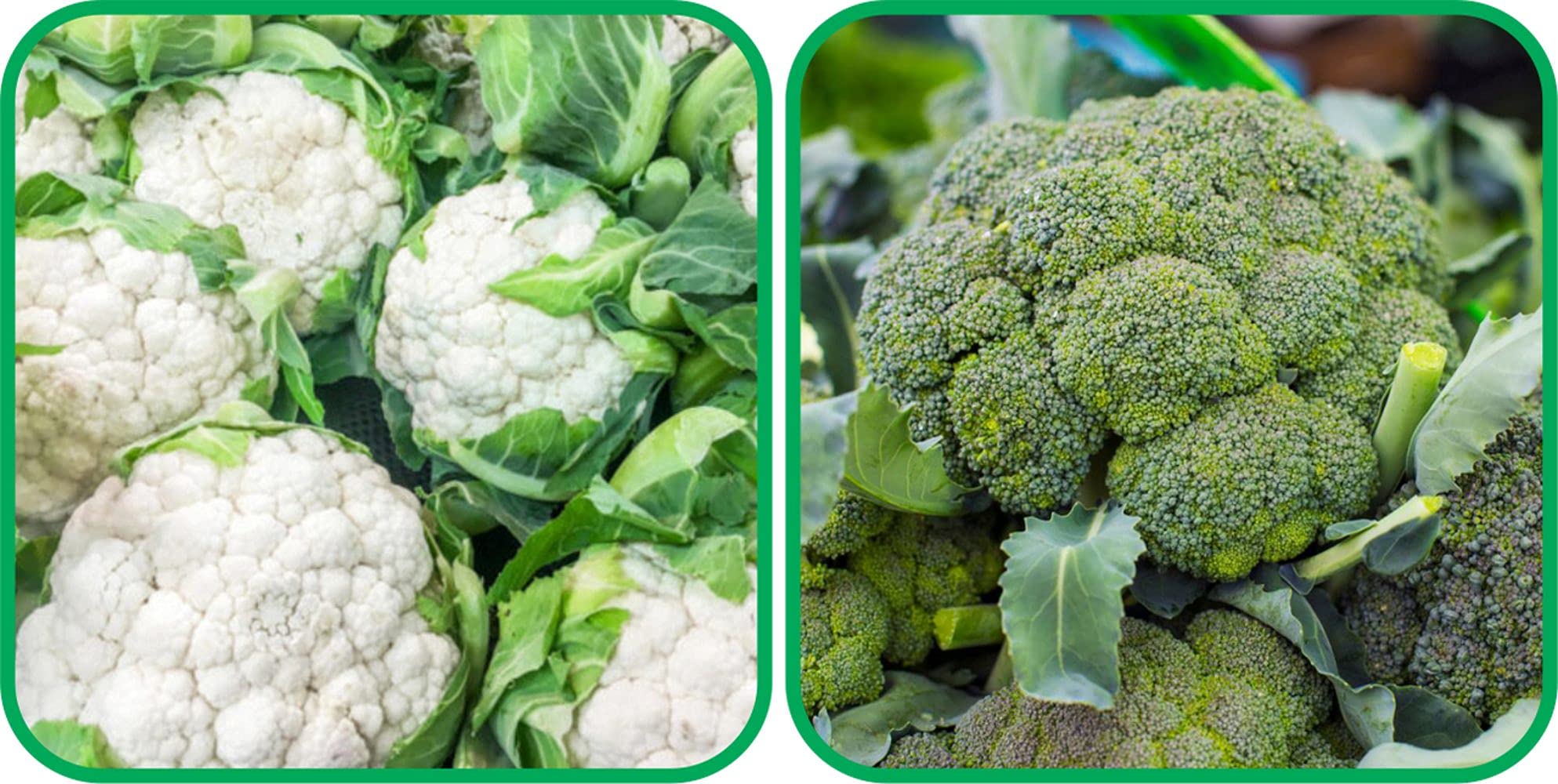 Aero Seeds Broccoli (50 Seeds) And Cauliflower (50 Seeds) Vegetable Seeds Pack (B0989Z9ZCG) Amazon Price History, Amazon Price Tracker