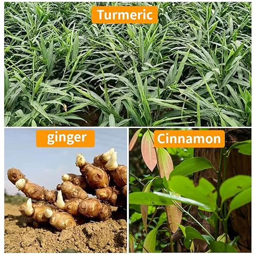 Miniatura 7 de 150 bolsas de té de cúrcuma, jengibre y canela, 100% ingredientes naturales, mezcla de cúrcuma, jengibre, té de hierbas en polvo de canela, bolsas