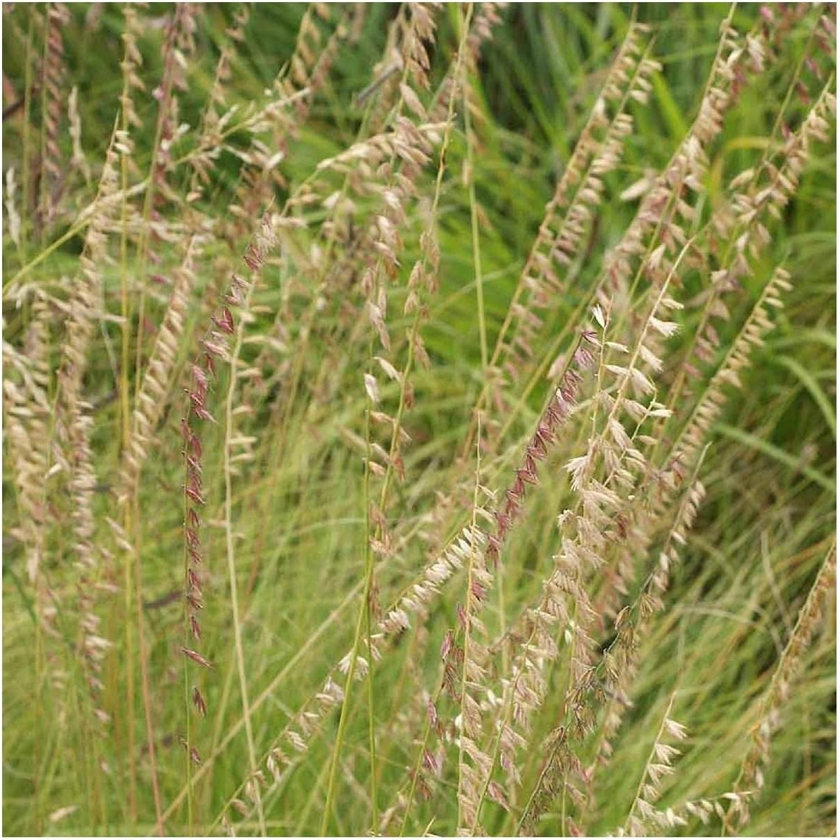 Everwilde Farms - 1 Lb Side-Oats Grama Native Grass Seeds - Gold Vault