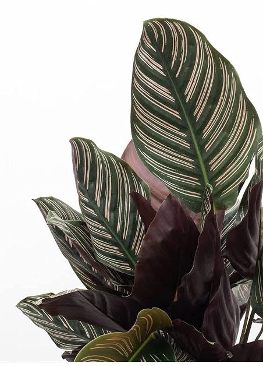 Garden Nature Care Calathea Ornata Roseo Lineata Sanderiana Pinstripe Premium Live Prayer Plant With Pot (B09Q34F8H2) Amazon Price History, Amazon Price Tracker