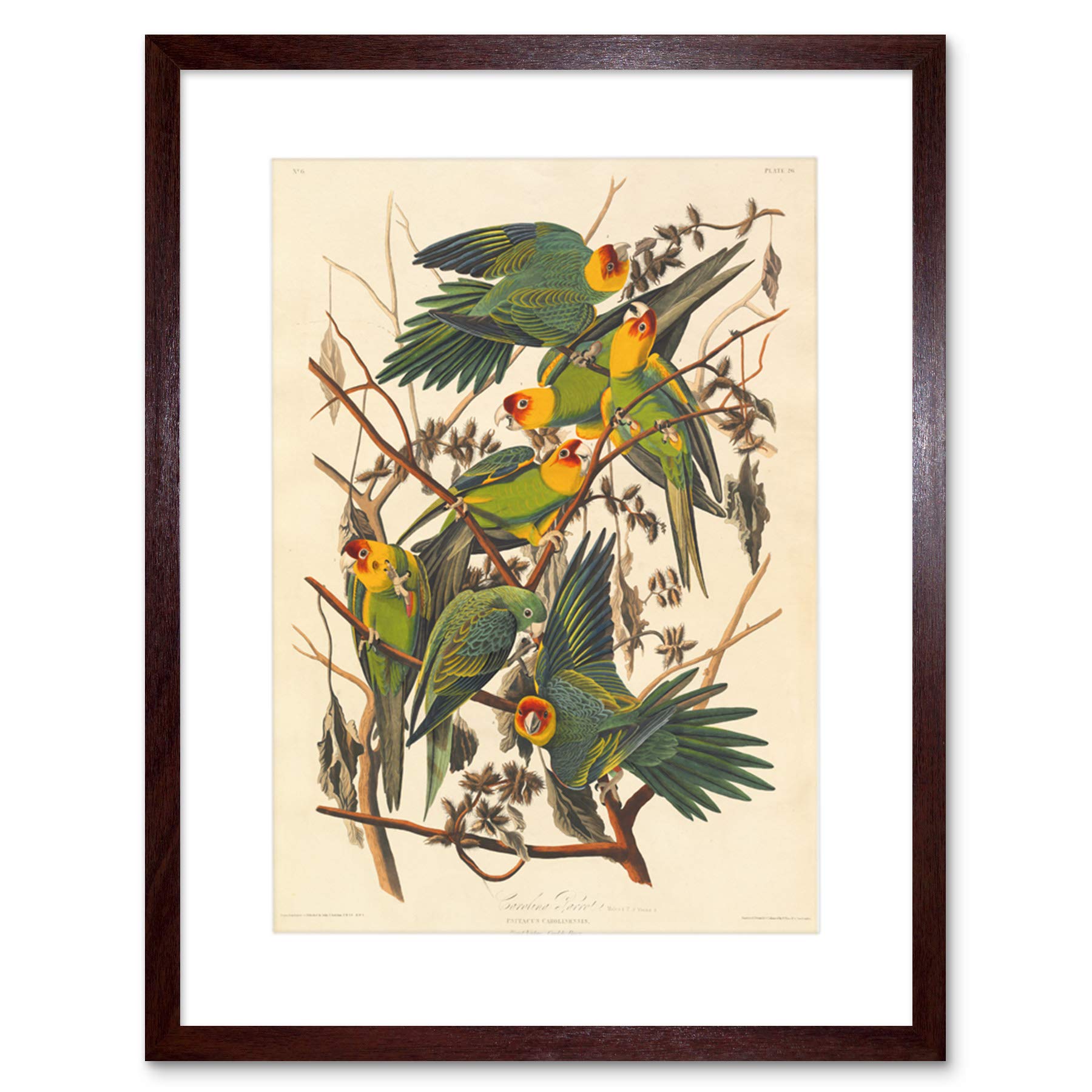 Wee Blue Coo Painting Bird Audubon Carolina Parrot Framed Wall Art Print