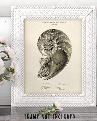 Miniatura 6 de Pearly Nautilus Shell - 11x14 Unframed Art Print - Makes a Great Beach House Decor Under $15