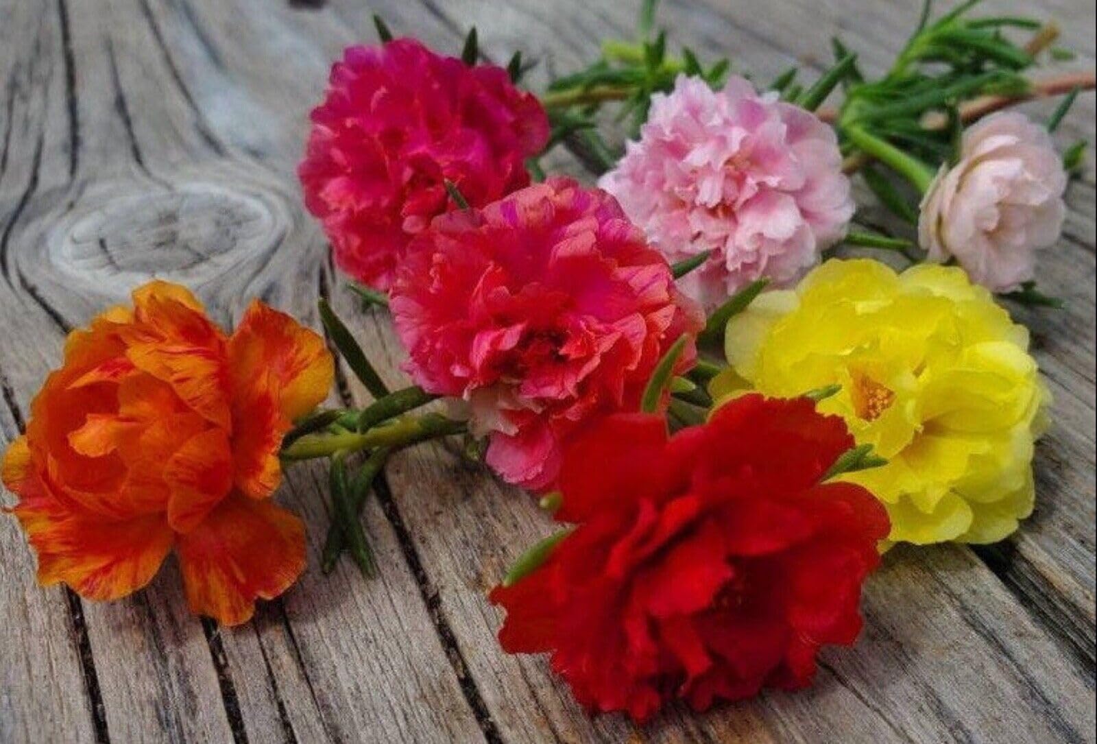 See full amazon price history chart for Portulaca double flower plant live multicolour (5 Cuttings Different Colour) Portulaca double flower plant live multicolour (5 Cuttings Different Colour) (B0CBK3VNTG) Amazon Price History, Amazon Price Tracker