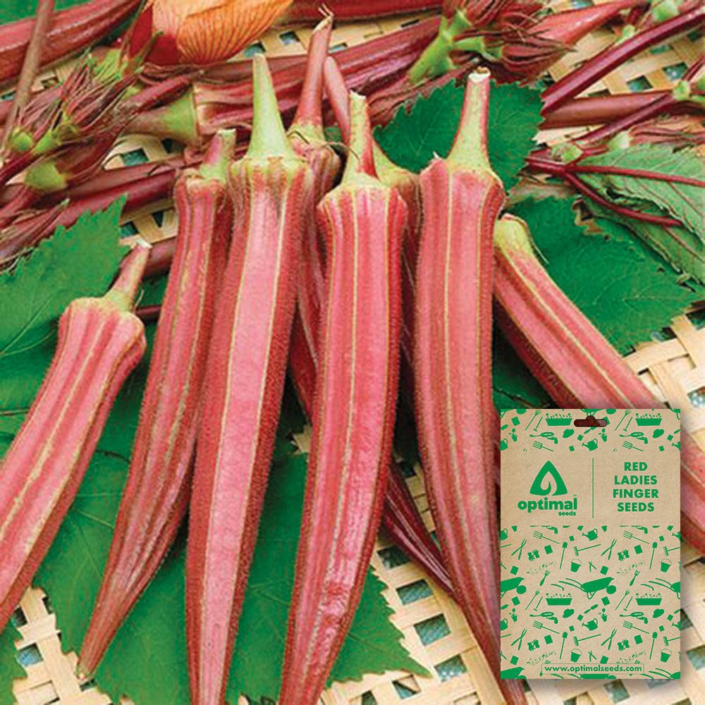 Optimal Seeds Red Ladies Finger Vegetable Seeds (Red Okra) (B0B5ZLFTHF) Amazon Price History, Amazon Price Tracker