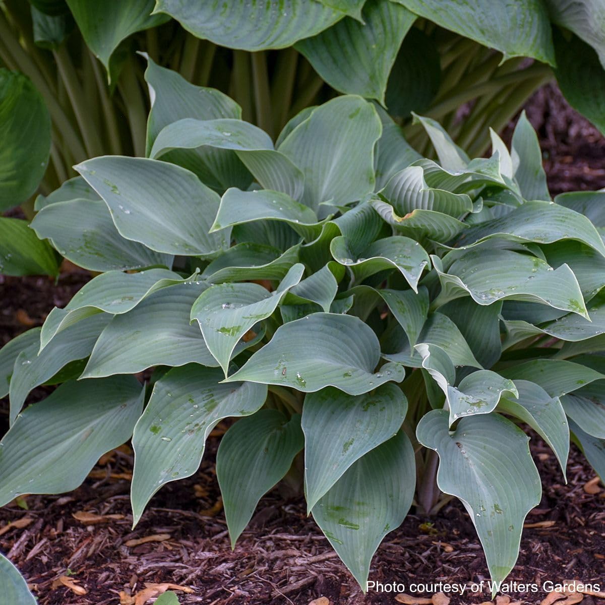 Perennial Farm Hosta x 'Halcyon' (Plantain Lily) – Live Shade-Loving Perennial in #1 Container, Striking Blue-Green Foliage, Low Maintenance, Ideal for Borders, Groundcovers & Woodland Gardens