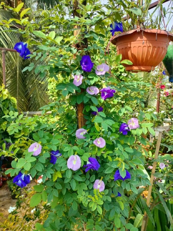 Multicolour Aparajita Flower Live Plant, Live Plant for All Colour Aparajita, Plant Sapling (Pack of 1)