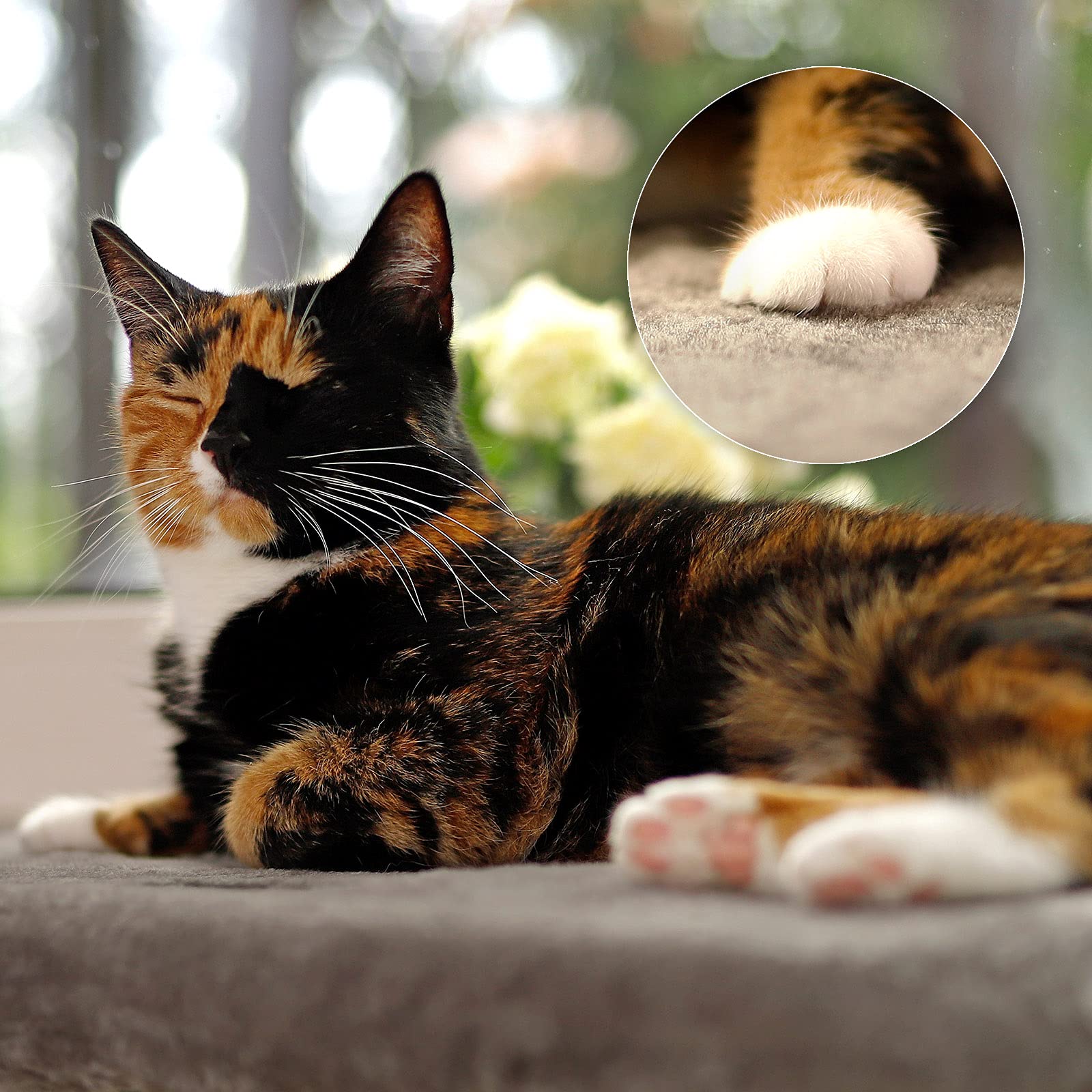 lionto Lit de fenêtre rembourré pour Chats en Peluche, 35x50 cm, Couchage pour rebords de fenêtre, Installation sans perçage, Amovible et Lavable, supporte jusqu'à 15 kg, Gris foncé