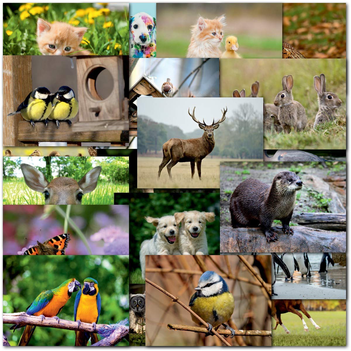Doodlecards Pack Of 10 UK Wildlife Blank Cards Animals Birds Deer - View #4