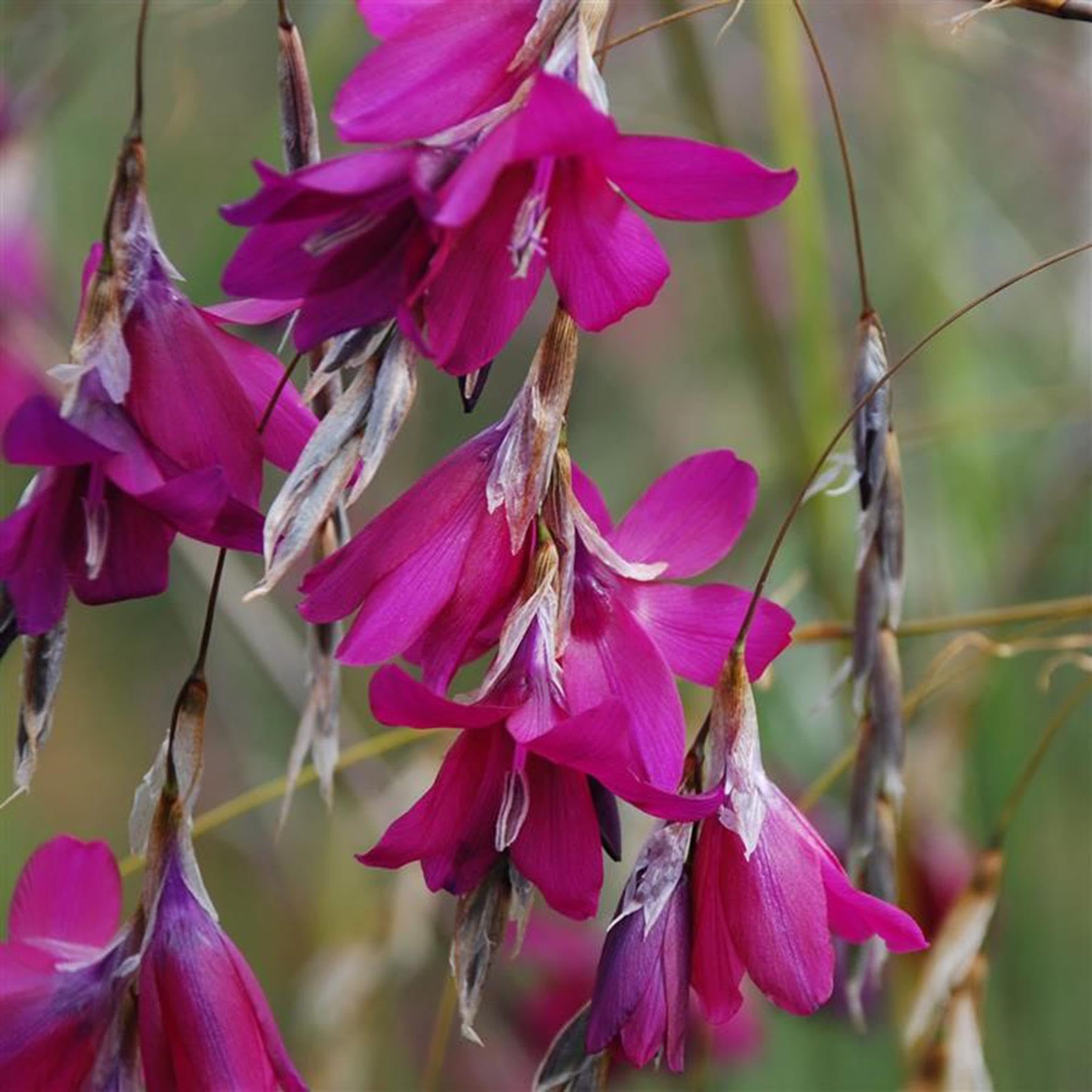Perfect Plants Dierama ‘BlackBerry Bells’ – Angel’s Fishing Rod Perennial with Elegant Bell-Shaped Flowers – 7cm Pot – Hardy Garden Plant for Borders & Containers