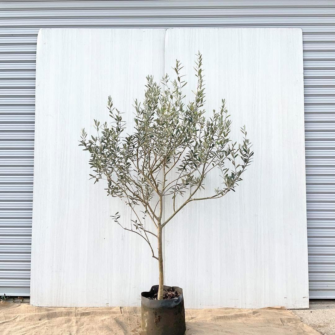 オリーブの木　モライオロ　/ 558 オリーブの木 モライオロ / 558 モライオロ Mサイズ 約150cm NO
