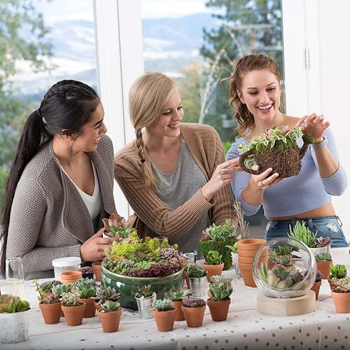 Miniatura 9 de Mountain Crest Gardens Echeveria - Paquete de suculentas a granel  50 plantas de roseta vivas, 5 de cada una de 10 variedades, enraizadas en macetas