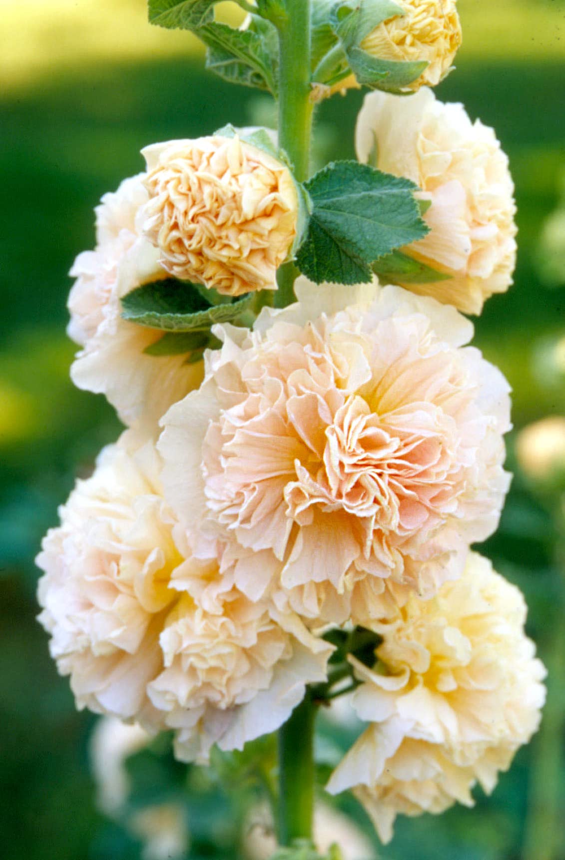 LIVOX Hollyhock Flower Seeds for Terrace Balcony Gardening Home Garden Plant Summer Flower Seeds for Planting (30 per Packet) (B09Y9DZMQ3) Amazon Price History, Amazon Price Tracker