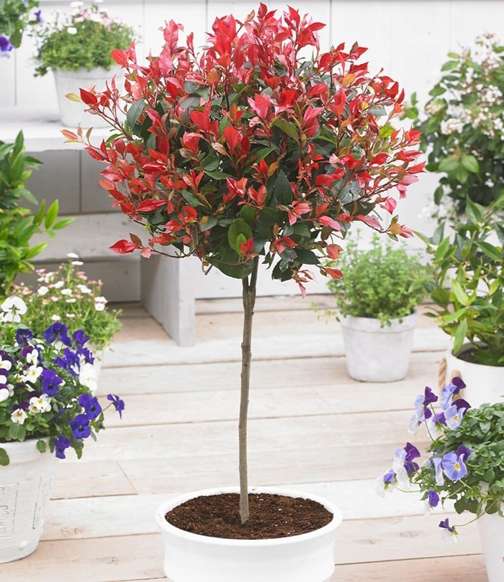 BALDUR Garten 1x Immergrünes Photinia-Stämmchen Little Red Robin®, Pflanze im 3 Liter-Topf, Glanzmispel, winterhart, blühend, Photinia fraseri, schnellwachsend, Glanzmispel
