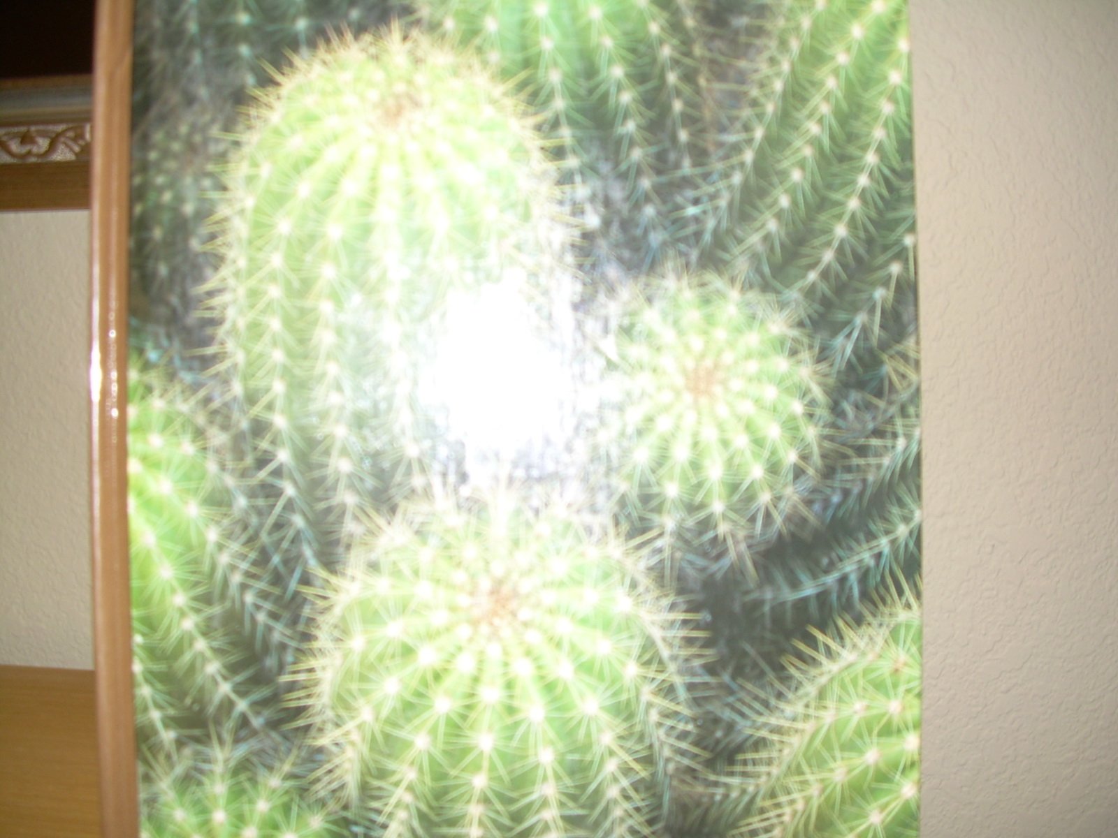 Cacti and succulents; the Time-life Encyclopedia of Gardening