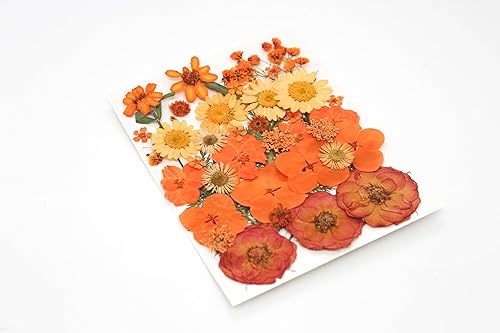 Miniatura 6 de YouthBro - 37 flores prensadas secas negras para moldes de resina, flores prensadas naturales reales para manualidades, fabricación de velas,