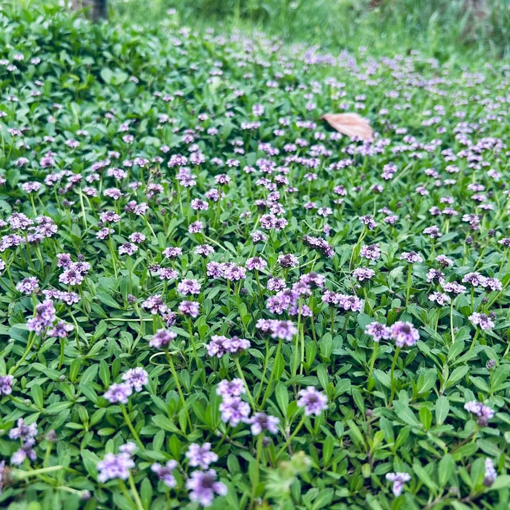 Semi Di Phyla Nodiflora 200 Pz | Tappeto Erboso Aromatico Selvatico Vecchia Varietà, Resistente Alla Siccità