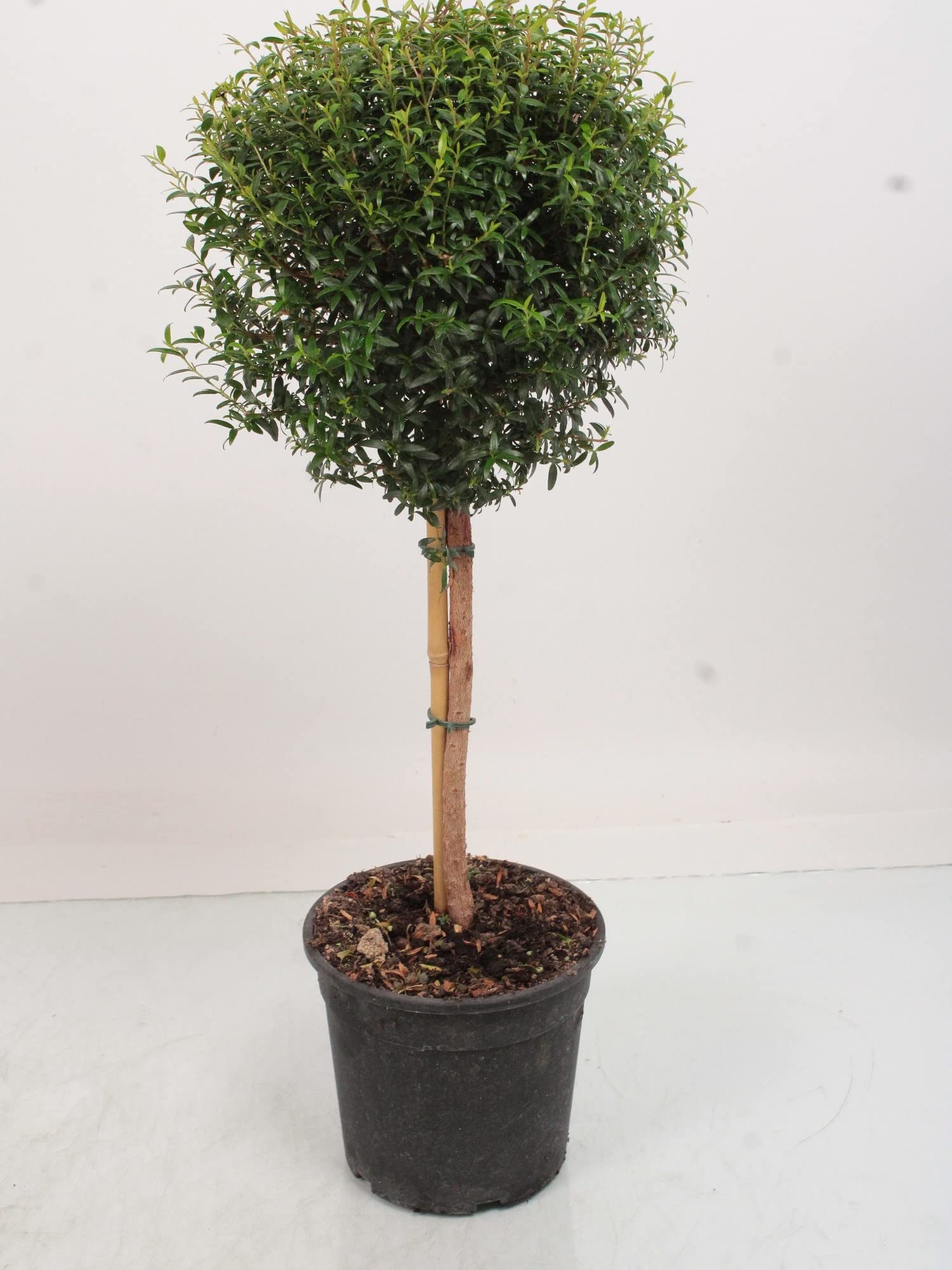 Baum von Botanicly  Myrthe  Hhe: 65 cm  Myrtus communis : Amazon.de:  Garten