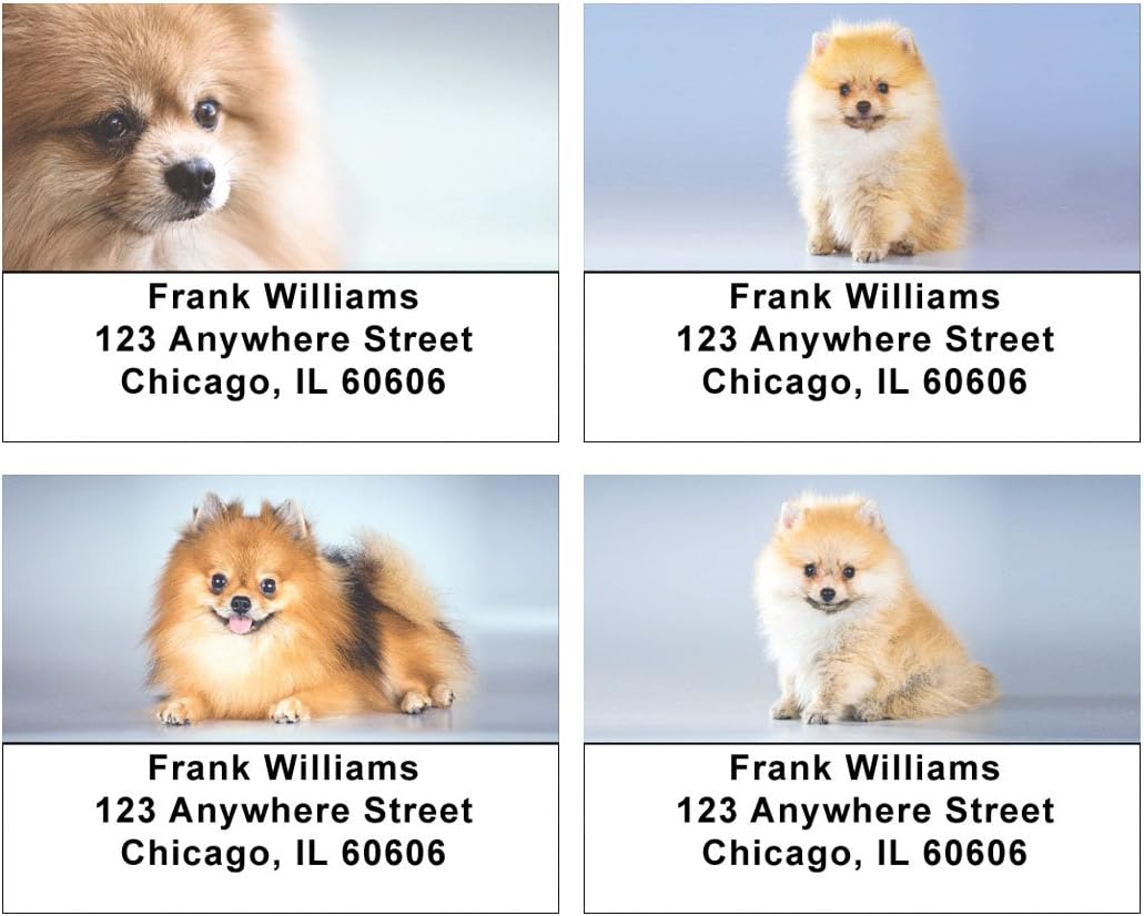 Cute Pomeranian Address Labels