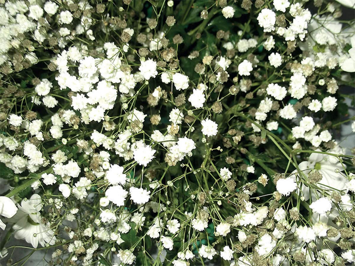 Golden Hills Farm Babys-breath snow white Gypsophila 700+ seeds (B09C88ZSM5) Amazon Price History, Amazon Price Tracker