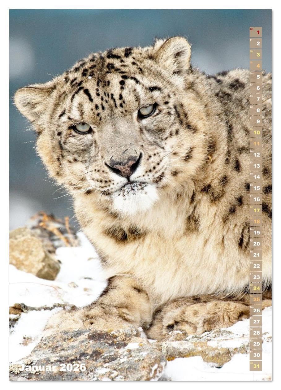 Raubkatzen: Die Jäger auf leisen Pfoten (hochwertiger Premium Wandkalender 2026 DIN A2 hoch), Kunstdruck in Hochglanz: Sprungkraft, Eleganz und Schönheit: Jaguar, Löwe und Tiger (CALVENDO Tiere)