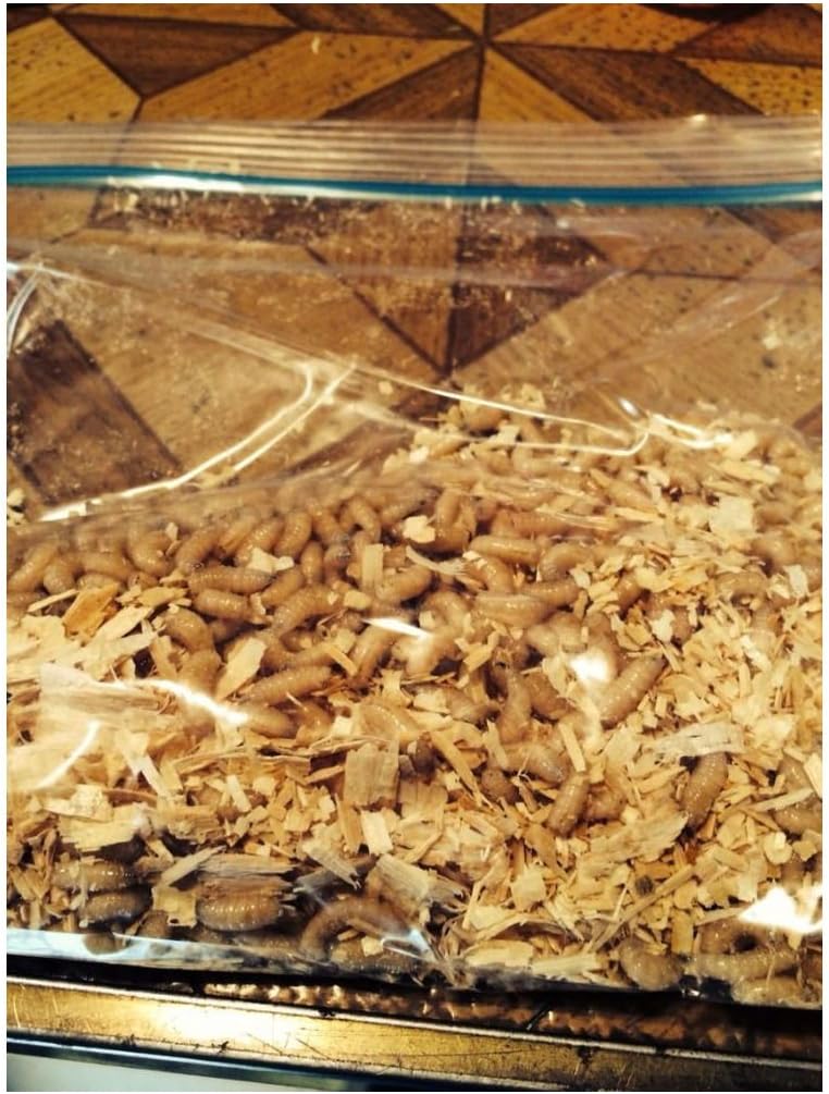 500 Count Blue Bottle Fly Maggots Spikes Live Bait Ice Fishing Grub Worms Reptile