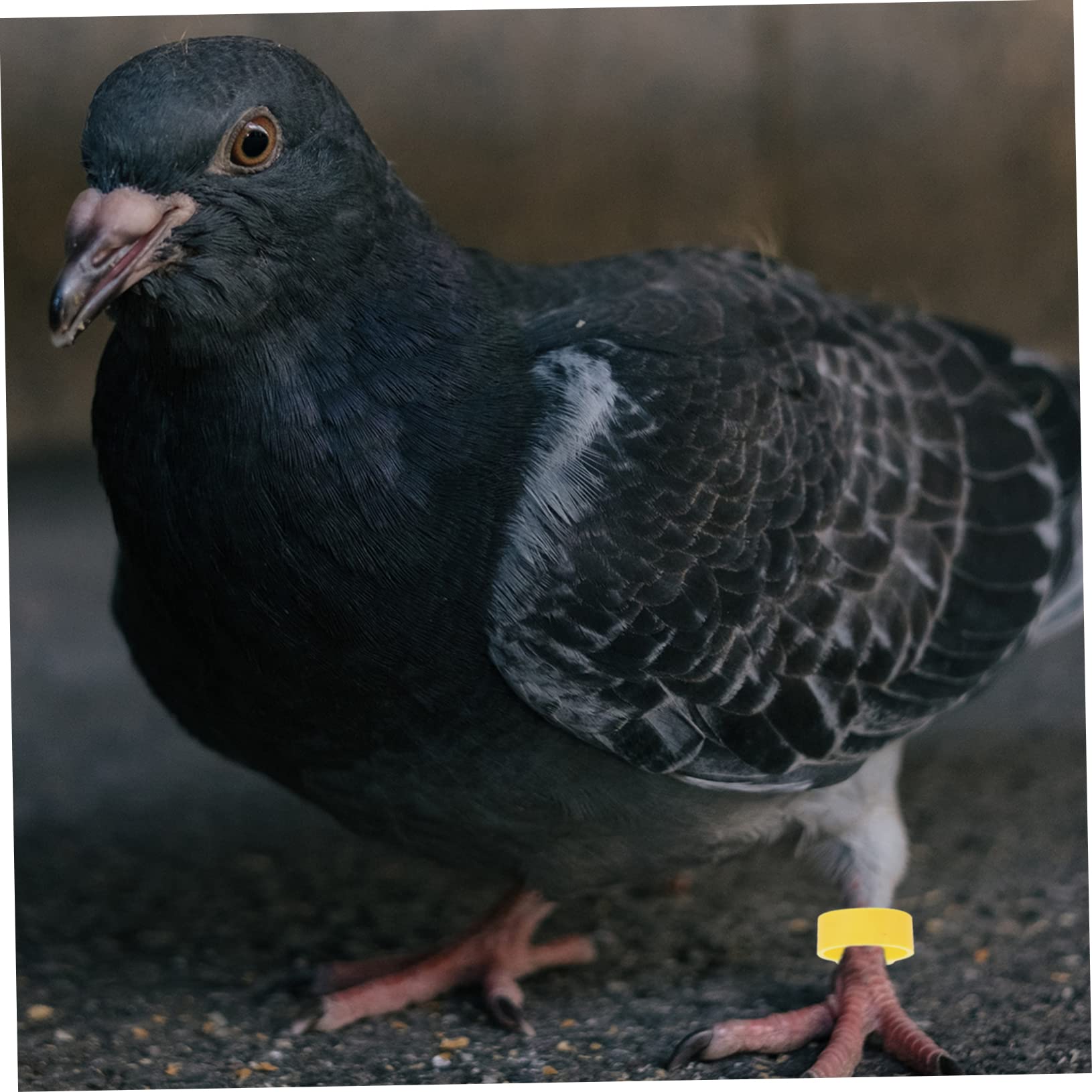 BESPORTBLE 900pezzi Anelli Identificativi per Piccioni e Pappagalli Anelli Leggeri Plastica Colorati per Uccelli Facile Identificazione e Classificazione