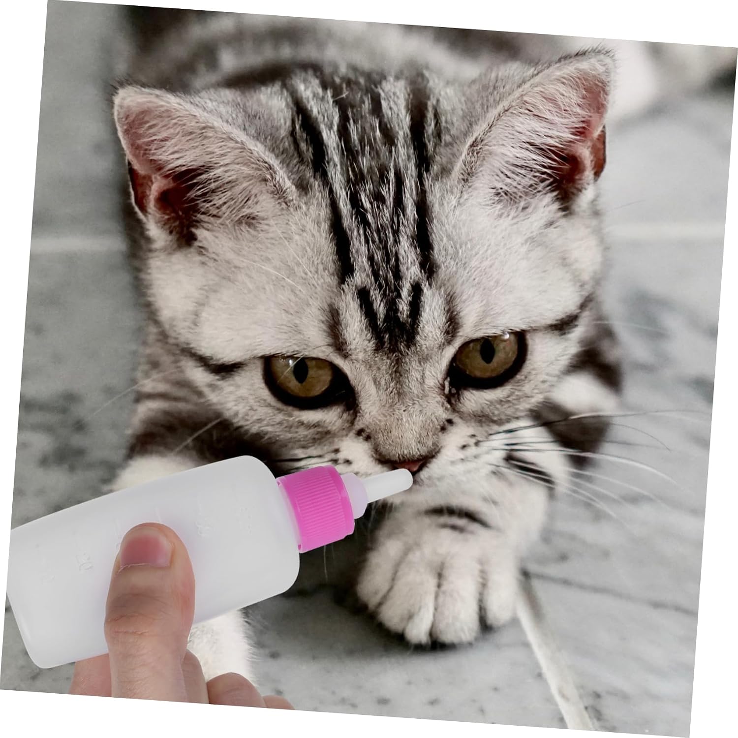 BESPORTBLE 4sets Pet Feeding Bottle Kit Nursing Bottles for Dogs Cats Rabbits for Kitten