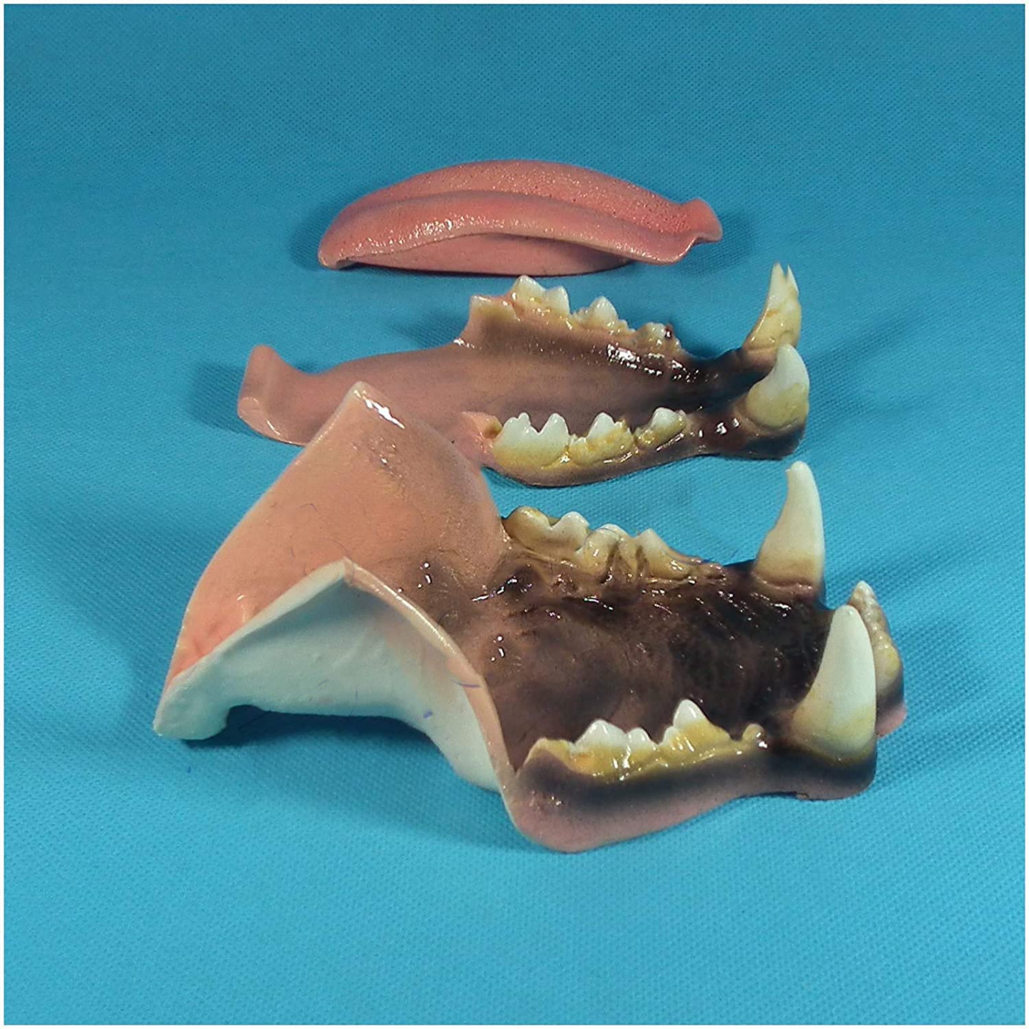 Amazon.co.jp: 歯科ヒョウの歯の教育モデル 動物の歯のモデル 動物の体